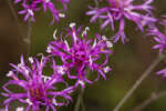 Tall ironweed